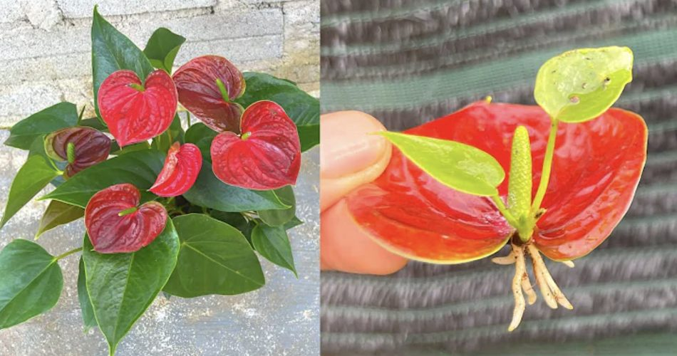 Come Prendersi Cura Dellanthurium Cose Che Devi Sapere Consigli